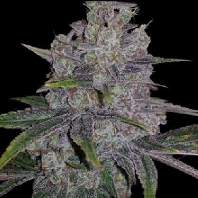 Red Lotus > Conscious Genetics